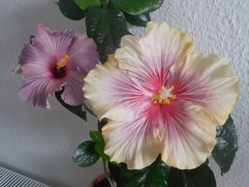  - 02Hibiscus