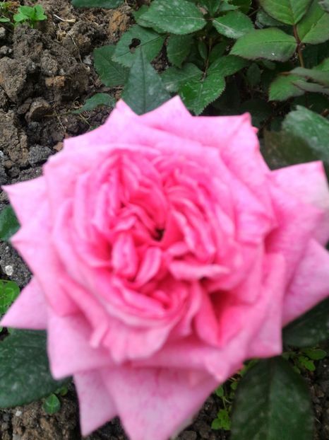 P_20170504_131153_1_p - Pierre Cardin