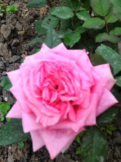 P_20170504_131146_1_p - 2017 Trandafiri