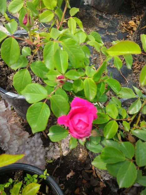 P_20170504_131056_1_p - 2017 Trandafiri