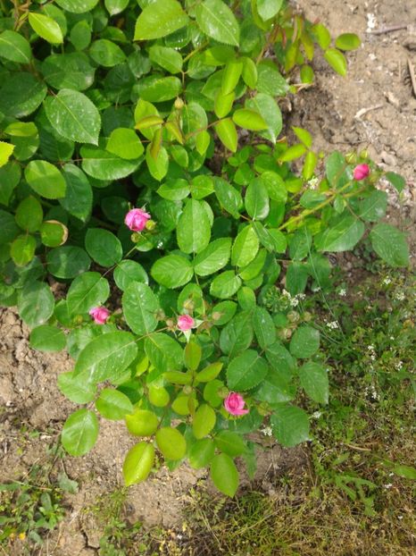 P_20170504_131002_1_p - 2017 Trandafiri