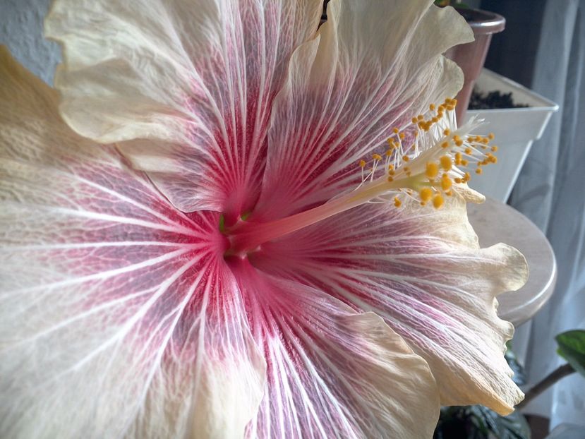 WIN_20170504_120416 - 02Hibiscus