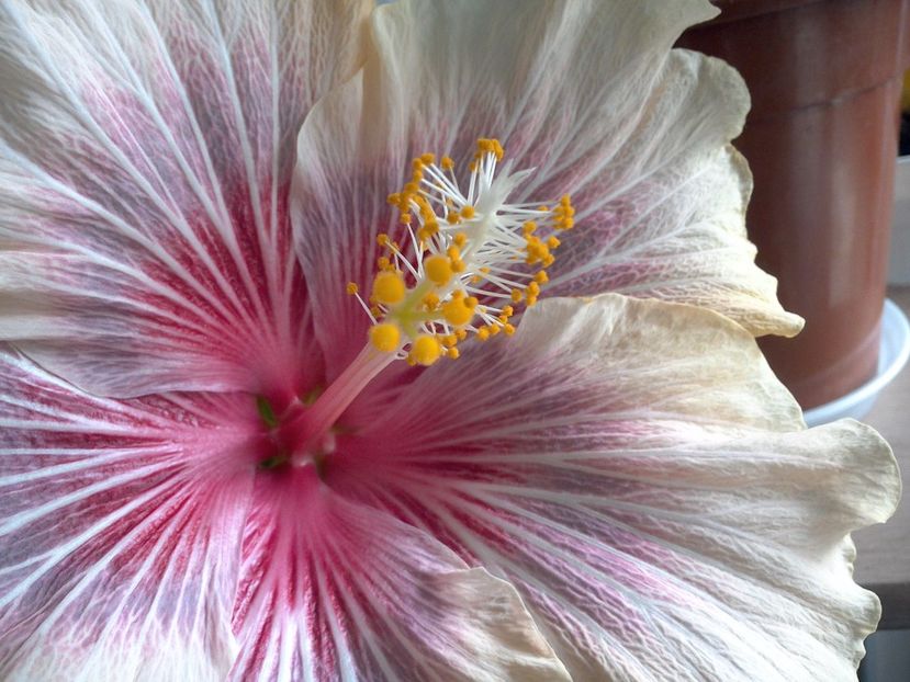 WIN_20170504_120506 - 02Hibiscus