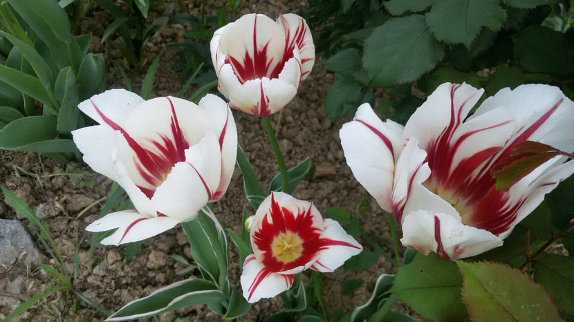 tmp_6310-20170504_092053-2082579379 - primavara 2017