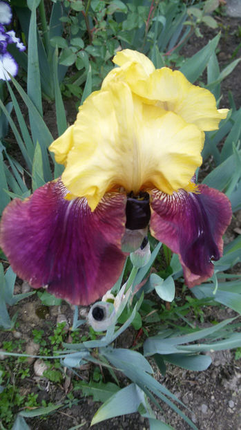 tmp_6310-20170504_091559698069098 - primavara 2017