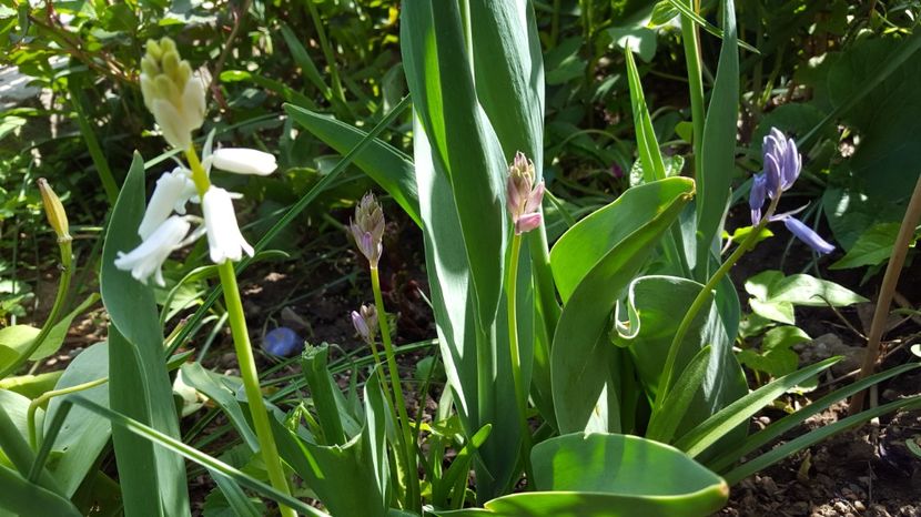  - Zambile spaniole - Hyacinthoides hispanica