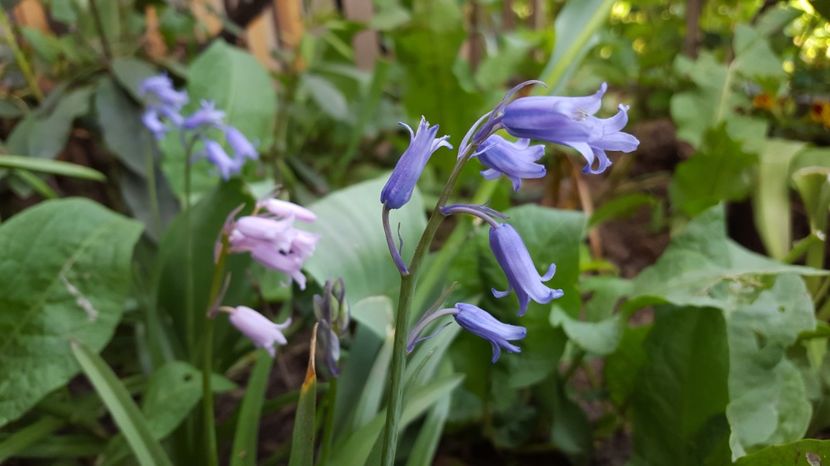  - Zambile spaniole - Hyacinthoides hispanica