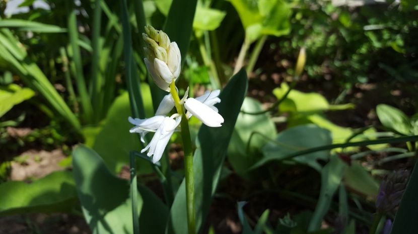  - Zambile spaniole - Hyacinthoides hispanica