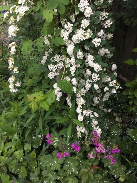 Spiraea - Arbusti 2017 23 24