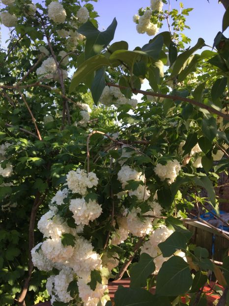 Calun - Arbusti 2017 23 24