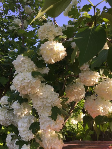  - Arbusti 2017 23 24