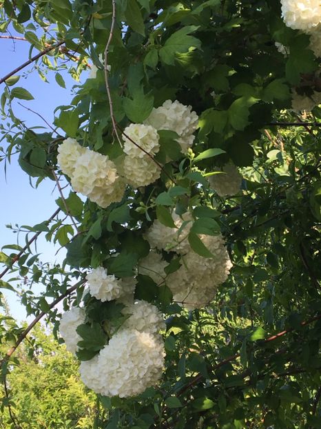  - Arbusti 2017 23 24