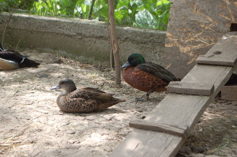  - Rata Castanie - Anas Castanea