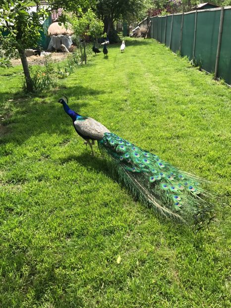  - VANZARI-SCHIMBURI-CUMPARARI