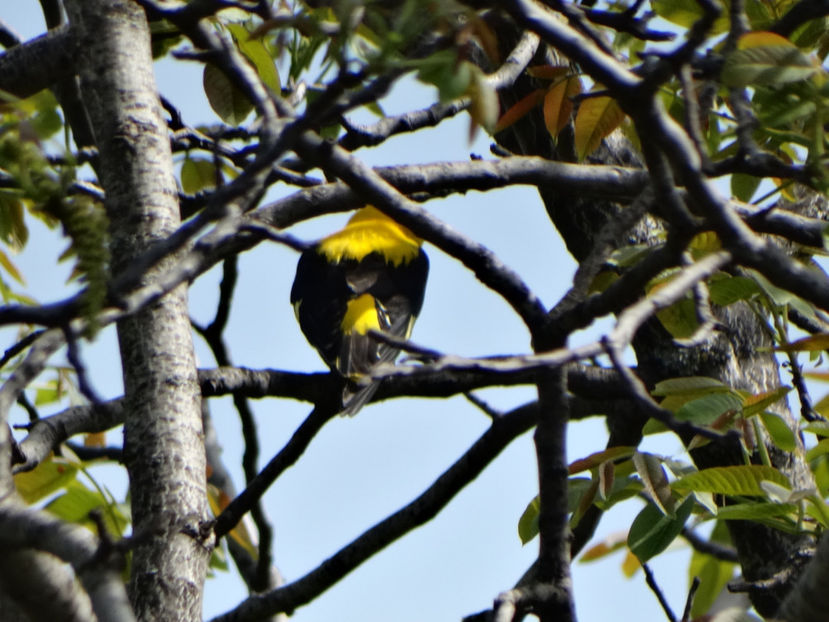 se plimba prin zona - a-vizitatorii gradinii 2017