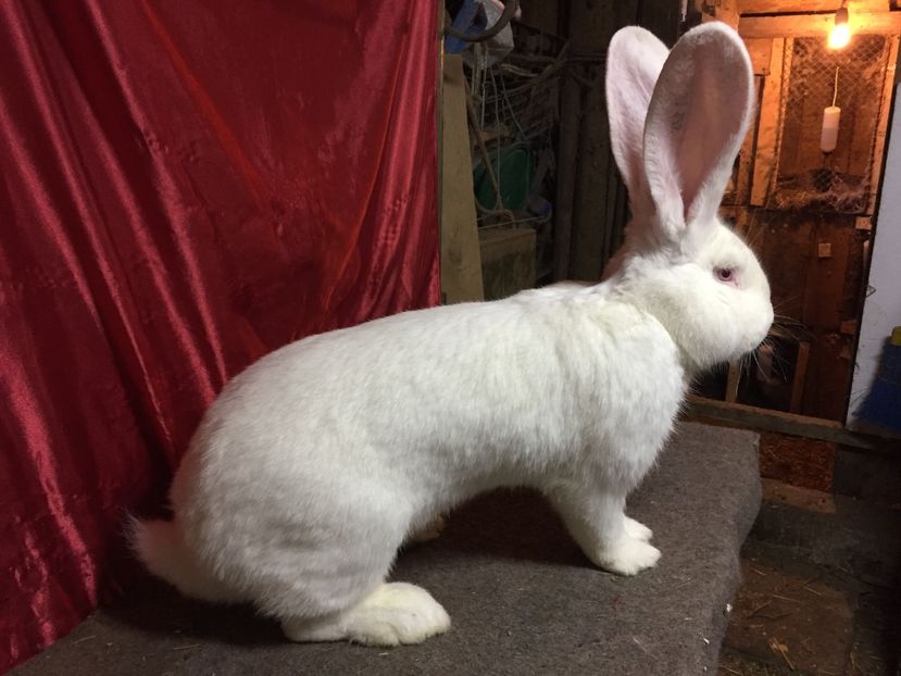 DIN 16.05.2016(M3) - MASCULI UGA 2017