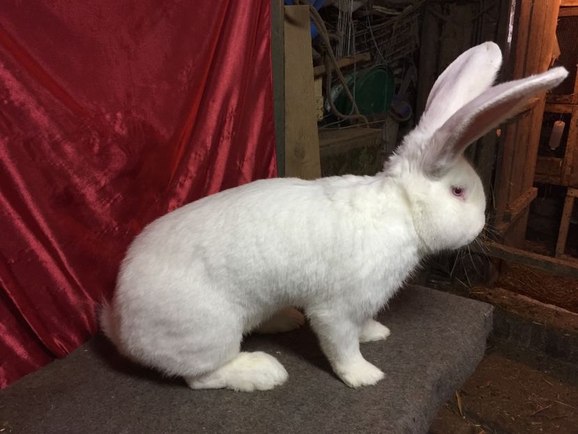 8 Kg - MASCULI UGA 2017