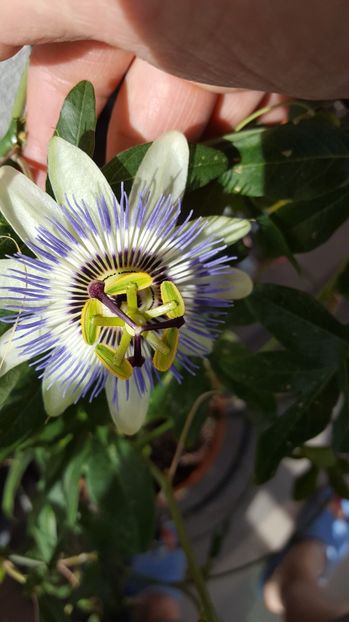  - Passiflora