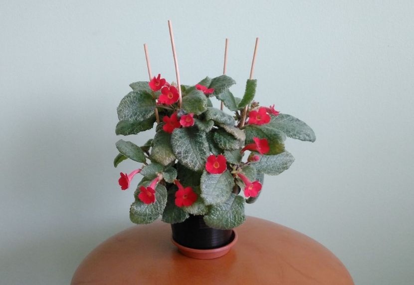  - Lemon-Zest 2016 - 2017 - 2018