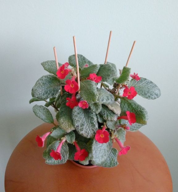  - Lemon-Zest 2016 - 2017 - 2018