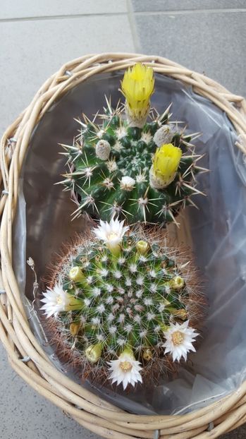  - Mammillaria zielmanniana fma albiflora