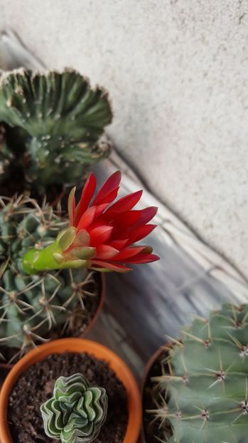  - Gymnocalycium baldianum