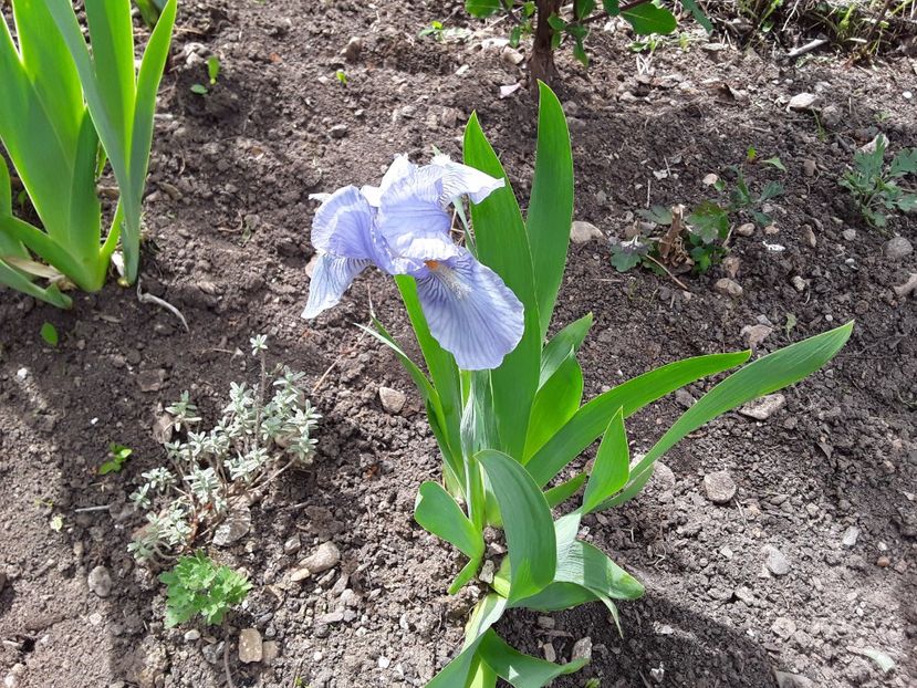 Iris - Iriși și lonicera