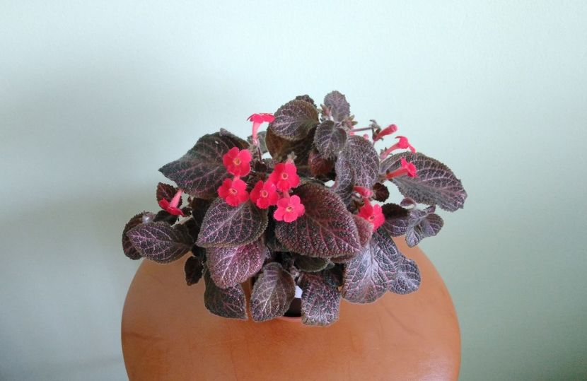  - Kee-Wee 2016 - 2017