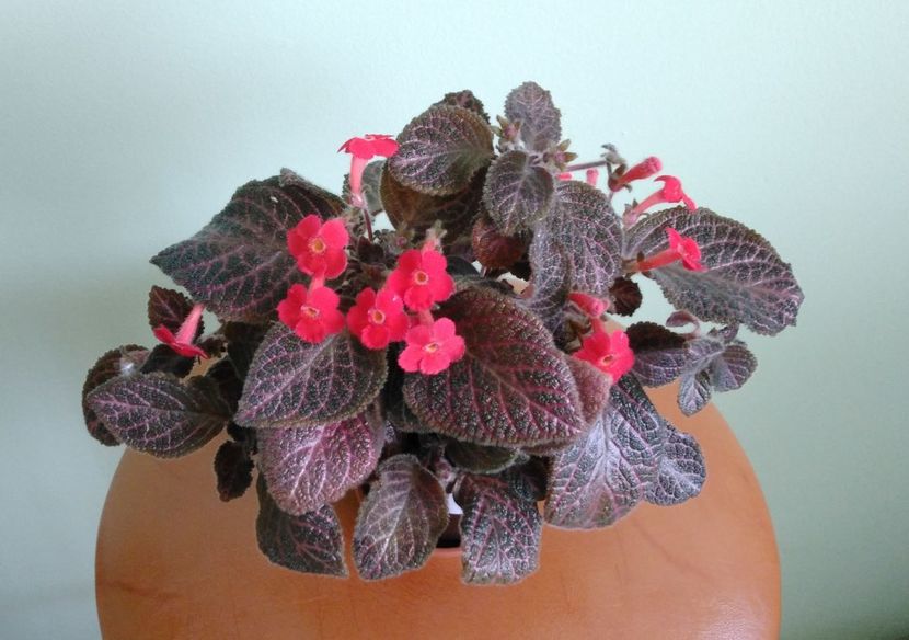  - Kee-Wee 2016 - 2017