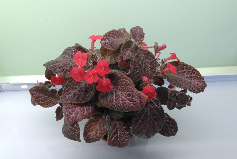  - Kee-Wee 2016 - 2017