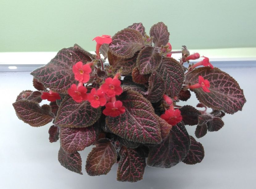 Kee-Wee - Kee-Wee 2016 - 2017