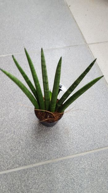  - Sansevieria cilindrica