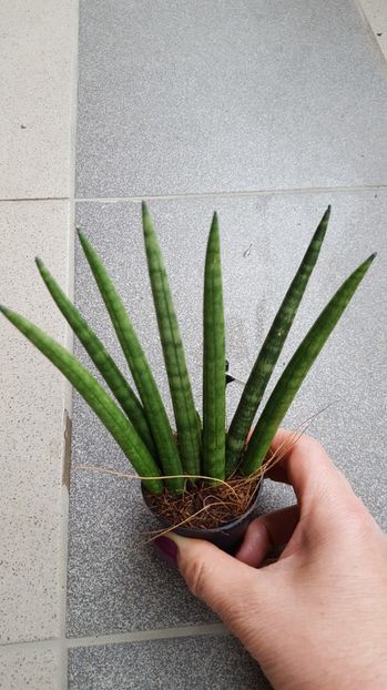  - Sansevieria cilindrica