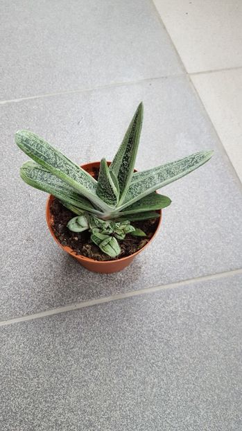  - Gasteria  Little Warty