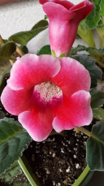  - Gloxinia