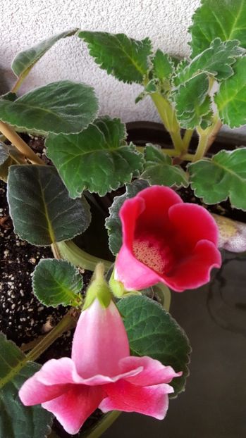 - Gloxinia