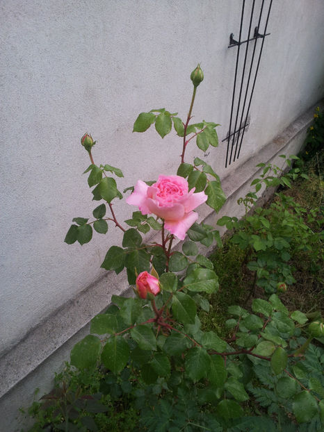  - Abraham Darby