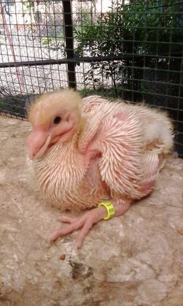 2017  05 - Tineret AGH 2017