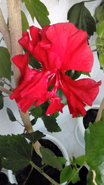 P_20170504_200312_1_NT_p - Hibiscus