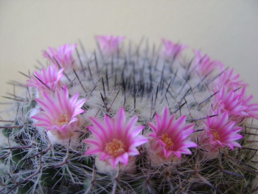 Mammillaria formosa ssp. chionocephala - Cactusi 2017