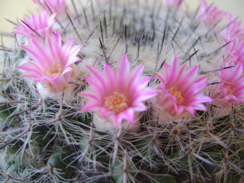 Mammillaria formosa ssp. chionocephala - Cactusi 2017