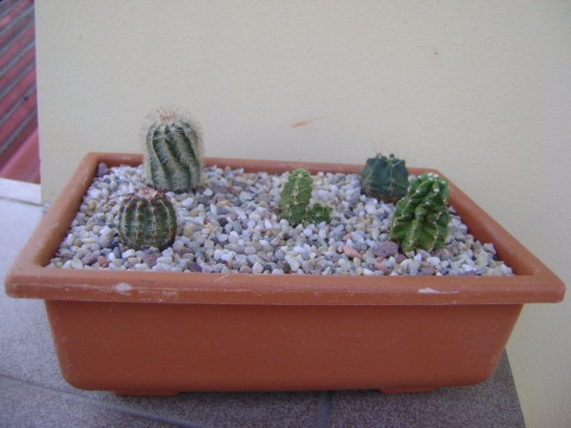 Grup de 5 echinocereus - Cactusi 2017