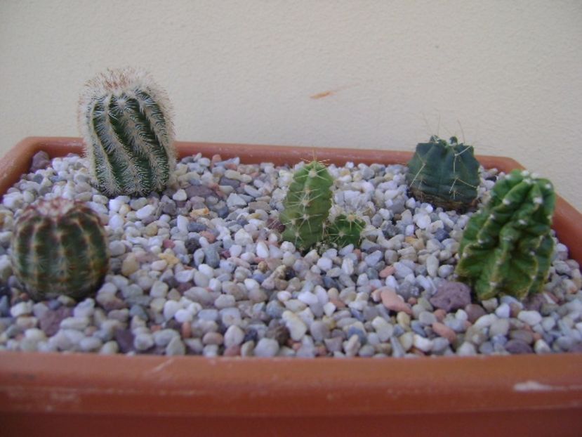 Grup de 5 echinocereus - Cactusi 2017