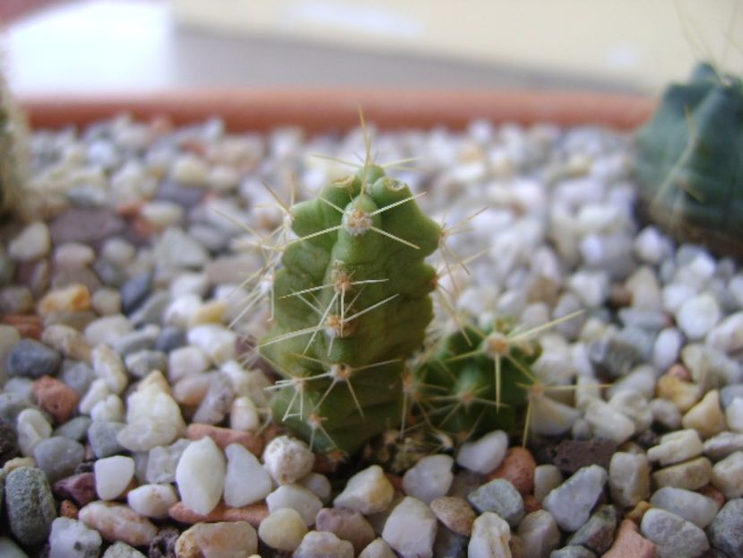 Echinocereus blankii - Cactusi 2017