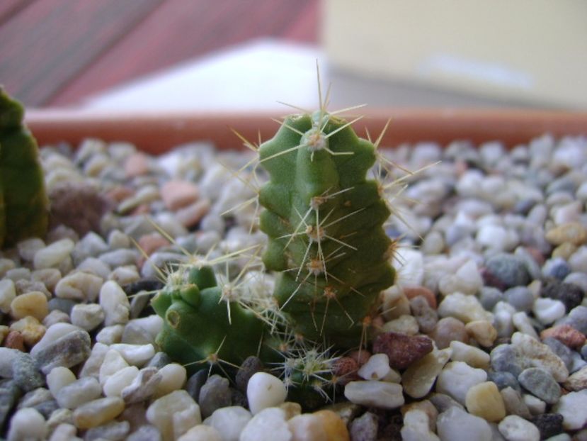 Echinocereus blankii - Cactusi 2017