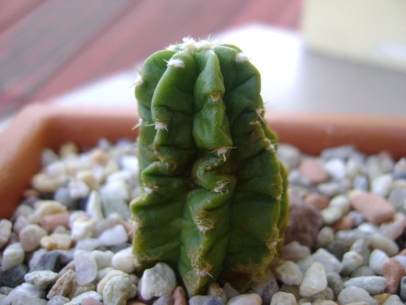Echinocereus viereckii v. morricalii - Cactusi 2017