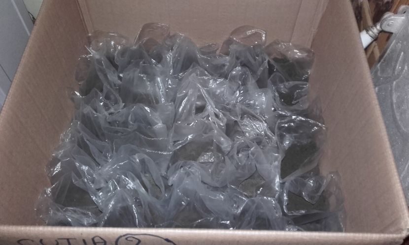  - 2 Plantarea in rasadnite