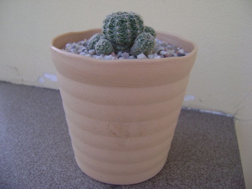 Gymnocalycium bruchii - Cactusi 2017 Gymnocalycium