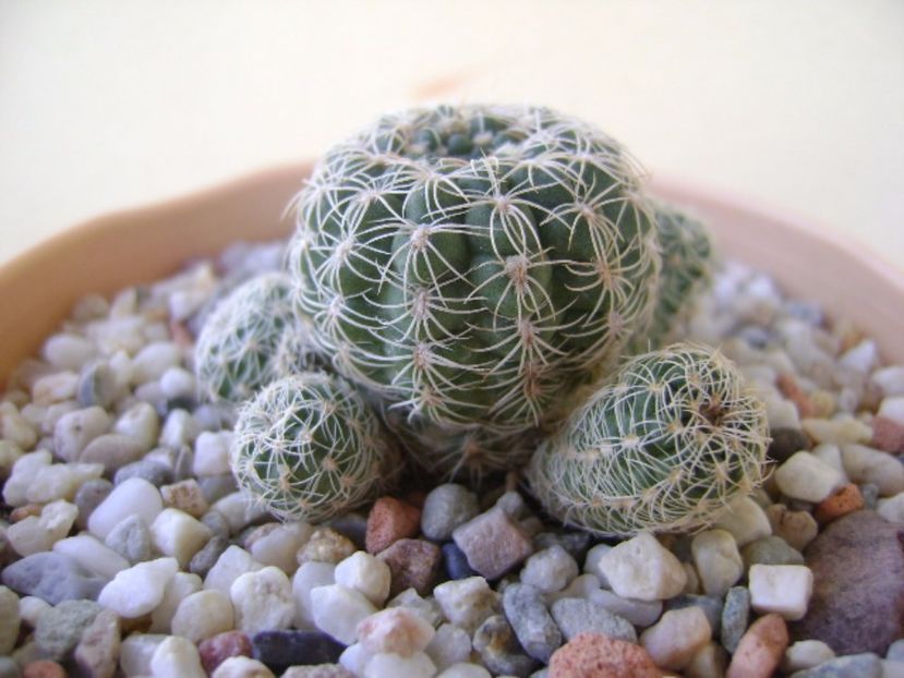 Gymnocalycium bruchii - Cactusi 2017 Gymnocalycium