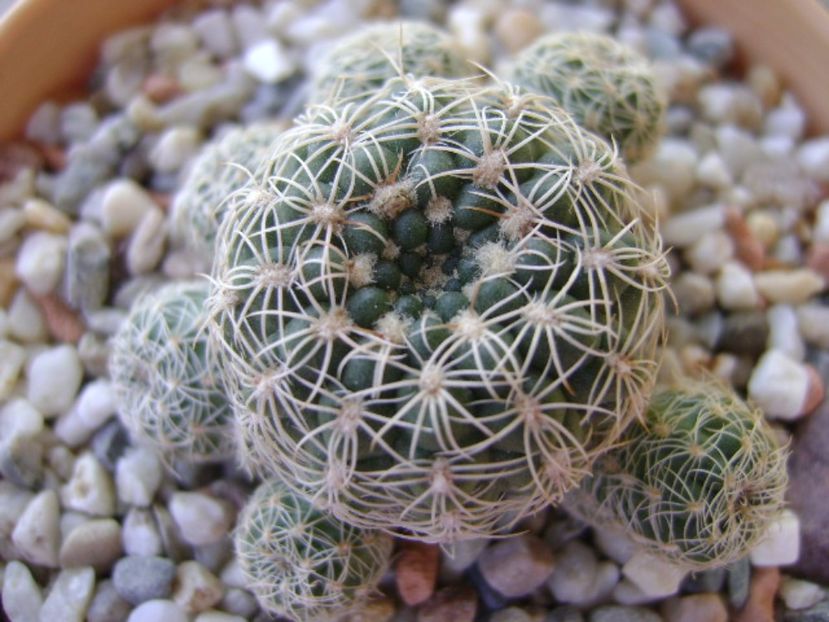 Gymnocalycium bruchii - Cactusi 2017 Gymnocalycium